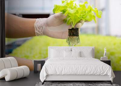 Lettuce in a hydroponic dome. Baby Green oak on hand wearing rubber gloves cultivation hydroponic green vegetable in smart farm plant. Wall mural