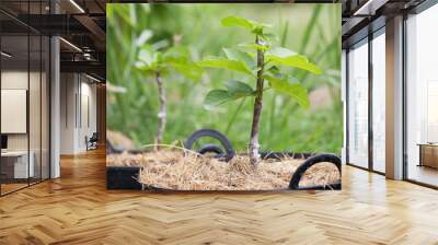 fresh cleft graft on a young figs tree Wall mural