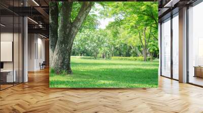 trees in the park with green grass and sunlight, fresh green nature background. Wall mural