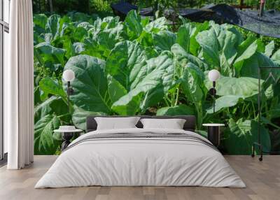 big green vegetable in vegetable garden Wall mural