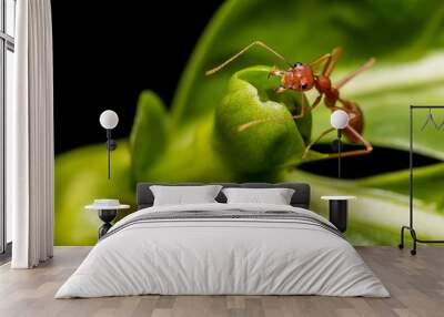 Red ant on green leaf Wall mural