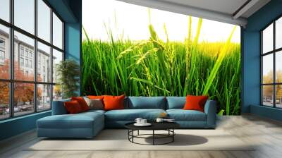 Top of the rice plant in the rice field in the morning with beautiful sunrise. Wall mural