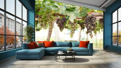 Large bunch of grape on the vine, Vineyards in autumn harvest. Ripe grapes in fall, fruit concept. Wall mural