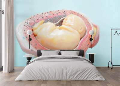 human fetus anatomy model Wall mural