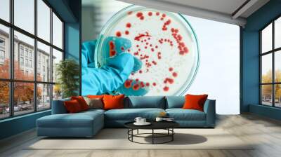 red colony of bacteria in laboratory Wall mural