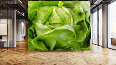 Fresh heart of lettuce Wall mural