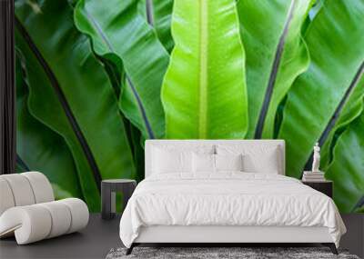 Fresh green leaf background in a tropical rainforest Wall mural