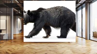 A black bear walking, isolated on a white background Wall mural