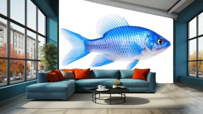 Beautiful real blue fish on transparent background Wall mural