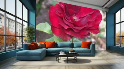 rose 2 Wall mural