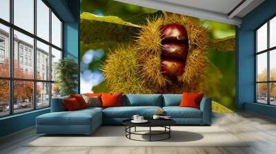 chestnuts in a tree Wall mural