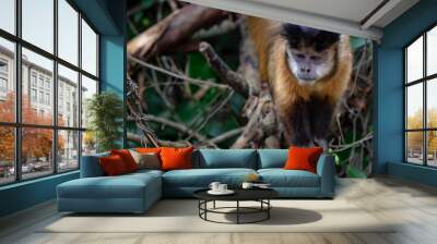 capuchin monkey Wall mural