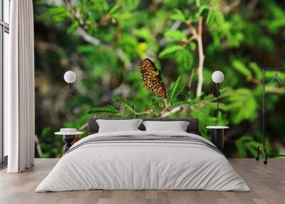 Chara Checkerspot Butterfly in the Coronado National Forest.  Wall mural