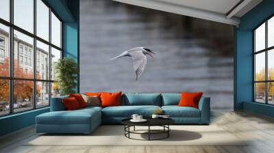 Common tern Wall mural