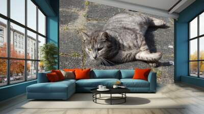 Curious cat face Wall mural