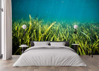 Freshwater Spring Underwater Grass in Florida Wall mural