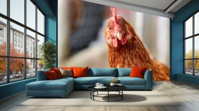 Funny looking curious chicken keeping a watchful eye on the situation. Wall mural