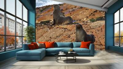 fur seal Wall mural