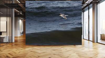 gull Wall mural