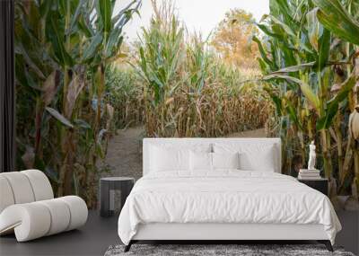 Corn maze offering two possible ways in the Cuyahoga Valley National Park, Cleveland, OH.  Wall mural