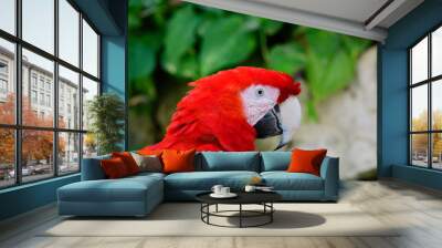 Red Macaw Posing Wall mural