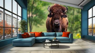 European bison herd and young calf (Bison bonasus) in the meadow.  Wall mural