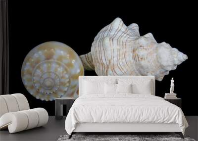 Two isolated conch shells on black background Wall mural