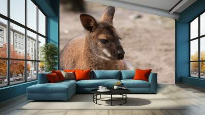 Wallaby close up Wall mural