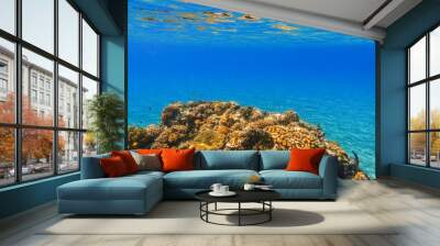 clear blue sea water and a reef with corals during snorkeling in egypt Wall mural