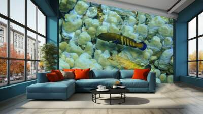 two blue spotted grouper swimming near large corals in the red sea of egypt Wall mural