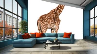 Giraffa camelopardalis isolated on white background Wall mural