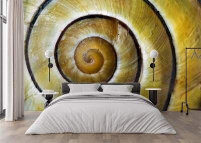 yellow stripped snail shell revealing the mathematic fibonacci spiral curve Wall mural