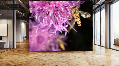 Marmalade hoverfly Wall mural