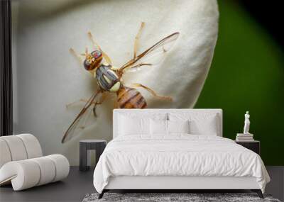 Macro shot of Top view Oriental Fruit Fly or Bactrocera Dorsalis on white flowers background. Animal or insects concept. Wall mural