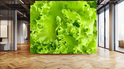 the fresh lettuce for background Wall mural