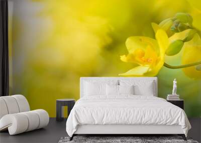 Colorful Orchid flower background, Elemnt of design,select focus Wall mural