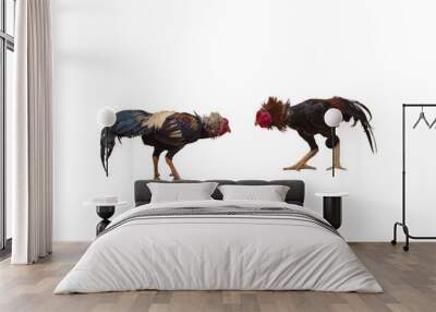 A gamecock is a type of rooster with physical and behavioral traits suitable for cockfighting. Male and female chickens of such a breed are referred to as game fowl. Wall mural