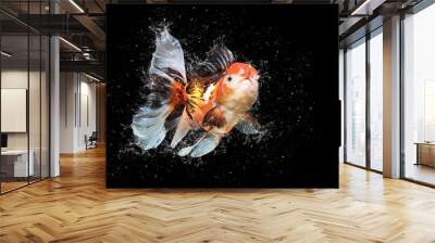 goldfish isolated on dark black background with splashing water Wall mural