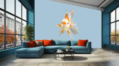 Goldfish on a white background. Close-Up Of Goldfish. Wall mural