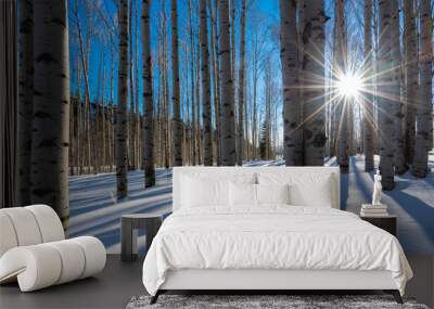 Bare white aspen trunks stand in stark contrast against the bright clear blue Colorado mountain winter sky. The white snow perfectly complements the birch like bare tree trunks as the sun peaks throug Wall mural