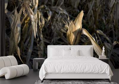 Corn in farm Wall mural