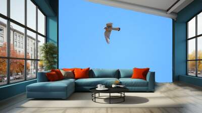 European kestrel flying in front of a blue sky Wall mural