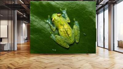 Glass frog on a leaf Wall mural