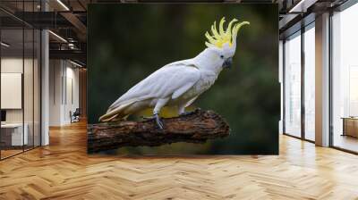 White cockatoo on a branch Wall mural