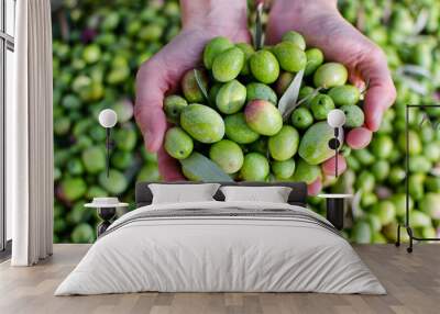 Hands holding green olives Wall mural