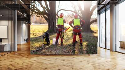 Two arborist men standing against two big trees.  The worker with helmet working at height on the trees. Lumberjack working with chainsaw during a nice sunny day. Tree and nature  Wall mural