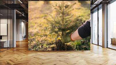 Worker plant a young tree in the garden. Small plantation for a christmas tree. Picea pungens and Abies nordmanniana. Spruce and fir. Wall mural