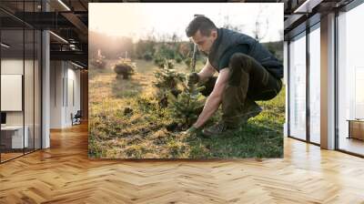 Young man plant a small tree in the garden. Small plantation for a christmas tree. Picea pungens and Abies nordmanniana. Spruce and fir. Wall mural