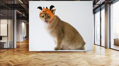 close up gold british cat with wearing pumpkin halloween concept Wall mural