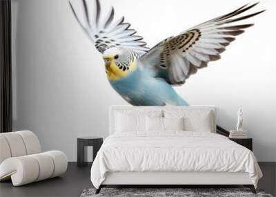 budgie bird looking isolated on white Wall mural